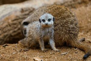 le peu lionceau suricate séance sur le sable. photo