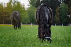 frison cheval pâturage dans le Prairie photo