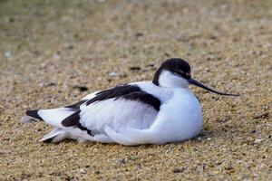 troupeau de pie les avocettes, noir et blanc échassier oiseau photo