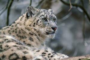 portrait de une neige léopard, panthera uncia photo