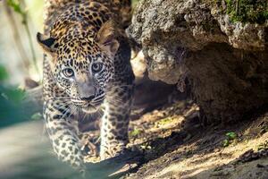 léopard du Sri Lanka, panthera pardus kotiya photo