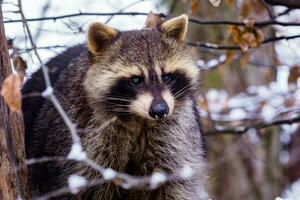 raton laveur, procyon lotor dans l'hiver. aussi connu comme le Nord américain raton laveur. photo