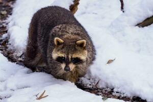 raton laveur, procyon lotor dans l'hiver. aussi connu comme le Nord américain raton laveur. photo