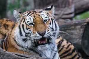 tigre de sibérie, panthera tigris altaica photo