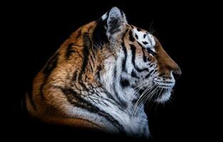 de face vue de sibérien tigre isolé sur noir Contexte. portrait de sibérien tigre, panthera Tigre altaica photo