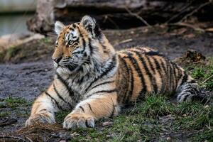 mignon petit tigre de sibérie, panthera tigris altaica photo