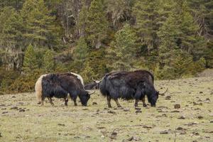 Yak mangeant de l'herbe dans le parc national de pudacuo à shangri la, yunnan chine photo