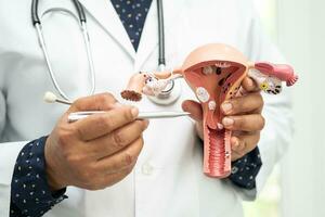 utérus, médecin en portant anatomie modèle pour étude diagnostic et traitement dans hôpital. photo