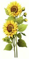 ai généré tournesols isolé sur blanc Contexte. ai généré photo