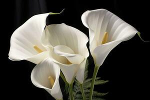 ai généré blanc mariage la nature lis beauté fleur plante fleur flore calla. ai généré photo