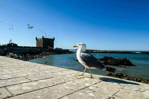 une mouette permanent sur le bord de une pierre passerelle près le océan photo