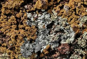 une proche en haut de une moussu Roche avec lichen photo