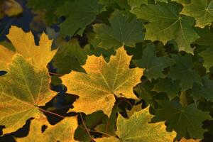 jaune-rouge érable feuilles dans le lumière de le l'automne Soleil. magnifique l'automne feuilles de des arbres. photo