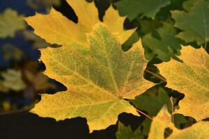 jaune-rouge érable feuilles dans le lumière de le l'automne Soleil. magnifique l'automne feuilles de des arbres. photo