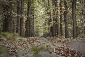 bordé d'arbres et l'automne coloré rue dans mastenbos forêt dans chapelle, Belgique photo