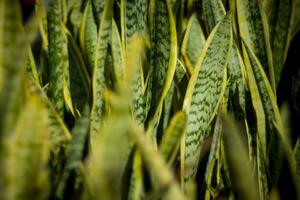 une fermer vue de une luxuriant sanseveria plante avec foncé vert feuilles et Jaune bords. le feuilles sont épais et en forme d'épée. photo