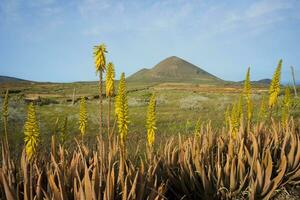 printemps sur lanzarote, avec volcanique paysage vue sur monter guénia et agave fleurs dans le premier plan. photo