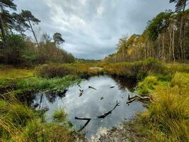 vue sur le la nature de Campine réserve près Oisterwijk dans le Pays-Bas. photo