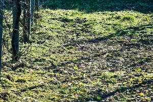 herbe et arbres photo