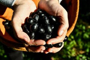 une la personne en portant noir Olives photo