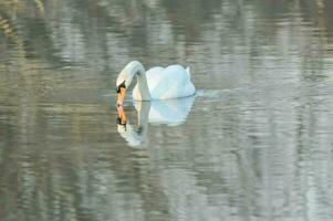 une cygne est nager dans le l'eau photo