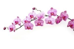ai généré rose orchidée isolé sur blanc Contexte. ai généré photo