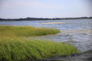 algues qui soufflent dans le vent au bord de l'océan photo
