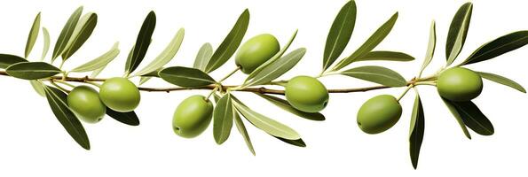 ai généré olive arbre bifurquer, vert Olives et feuilles sur blanc Contexte. ai généré. photo