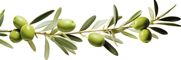 ai généré olive arbre bifurquer, vert Olives et feuilles sur blanc Contexte. ai généré. photo