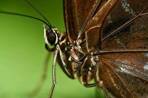 une proche en haut de une papillon avec marron ailes photo