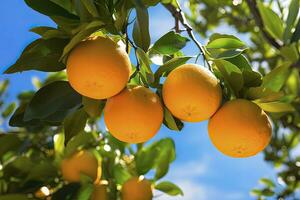 ai généré Orange fruit sur arbre. ai généré photo