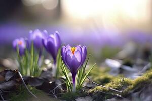 ai généré printemps violet crocus fleur. ai généré photo