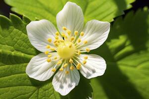 ai généré fraise fleur. ai généré photo