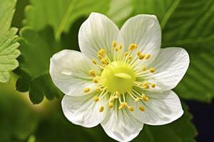 ai généré fraise fleur. ai généré photo