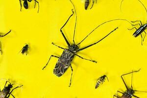 une groupe de insectes sur une Jaune Contexte photo