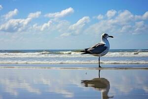 ai généré mouette sur le plage en dessous de bleu ciel. photo