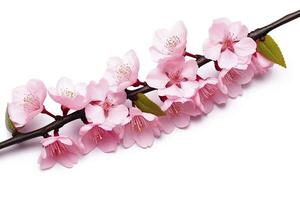 ai généré Sakura fleurs isolé sur blanc Contexte. ai généré photo