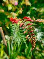 Lucifer crocosmie dans Seattle jardin photo