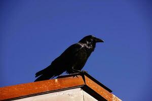 commun corbeau, sur toit dans de bonne heure Matin photo