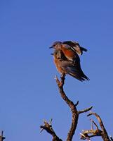 occidental oiseaux bleus accouplement photo