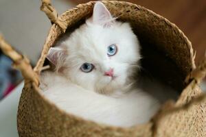 le adorable blanc persan chat est dans le vivant pièce à maison. animal de compagnie animal concept. photo