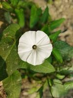 kalmishak est surtout bénéfique pour le yeux. kalmishaka aiguise vue. anti-maladie kalmi feuilles avoir une lot de vitamine 'c'. il actes comme un anti-oxydant et empêche divers maladies dans le corps photo