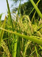 paddy a commencé maturité chaque année avec le arrivée de Nouveau paddy chaque bengali famille fête le Navane festival, le goût de pithapuli départs dans le maisons de rural Bengale. photo