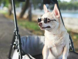 content marron court cheveux chihuahua chien portant des lunettes de soleil, permanent dans animal de compagnie poussette dans le parc. à la recherche de côté avec curiosité. photo