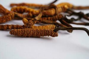 cordyceps sinensis ou ophiocordyceps sinensis isolé sur blanc arrière-plan, champignon herbe traitement médicament. photo