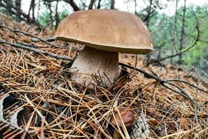 le grand champignon bolet Edulis grandit dans une conifère forêt. photo