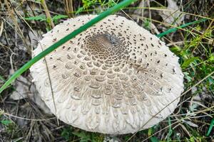 champignon macrolépiota procera fermer. photo