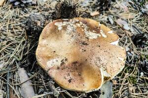 le grand champignon bolet Edulis grandit dans une conifère forêt. photo