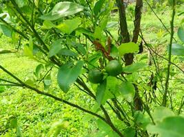 kaffir citron vert dans le jardin comme une cuisine pimenter. photo