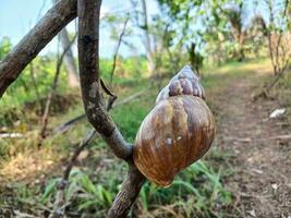 escargot coquilles ou lissachatina fulica sont terre escargots qui appartiennent à le achatinidés famille. photo